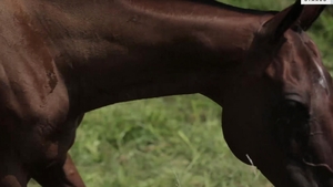 Czeching Off For A Hot Farmhand